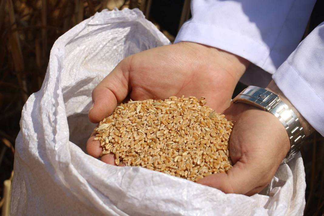 Dünyanın gözü Türkiye'deki bu tarlada! Adım adım yaklaşan felakete çözüm olabilir 4